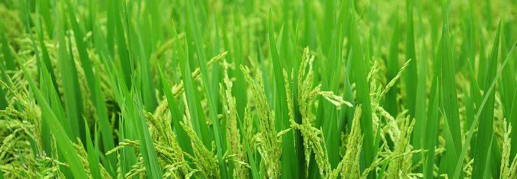 A field of rice plants