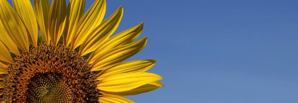 Sunflower against a blue sky