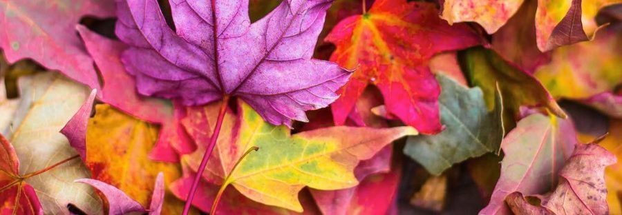 Autumn leaves